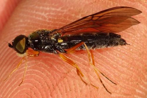 Sargus rufipes